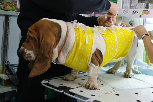 Cómo se fabrica ropa para perros: Guía paso a paso