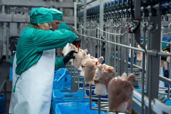 Cómo se fabrican alimentos para animales: proceso detallado