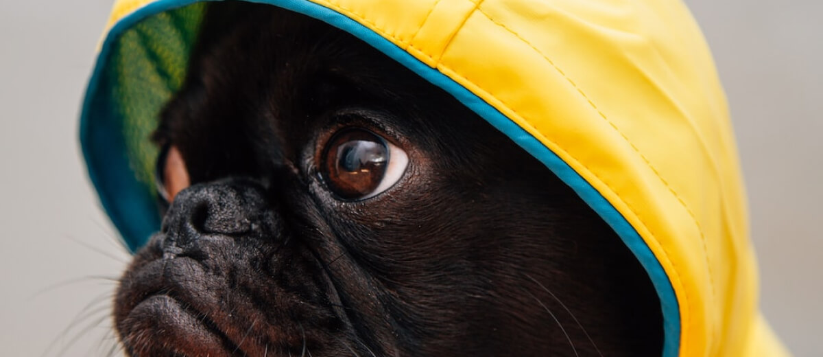 Manufactura Industrial Mascotas